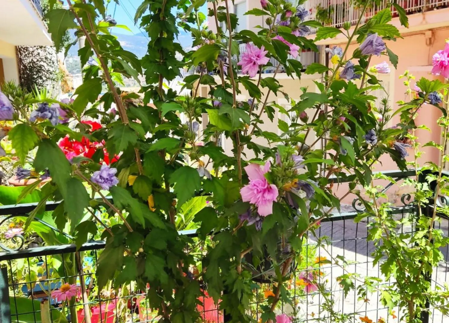 Napier Apartment Argostoli   Argostoli (Kefalonia)